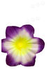 Штучні Прес квіти без тичинки Петунія, 135 мм