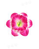 Искусственные цветы Нарцисса без тычинки, шелк, 125 мм