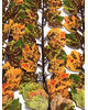 Клен свисающий, "Осень в лесу", премиум класс, 930 мм