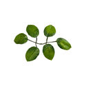Штучний Лист під Троянду, 6 листків, зелений, 170 мм