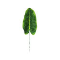 Лист Филодендрона на ножке VIP, зеленый со светлым, высота 450 мм