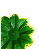 Искусственный лист подставка десятка, зеленый со салатовым кантом, 90 мм