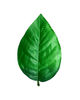 Штучне листя Фікус, текстильний, зелений з темним, 190 мм