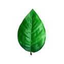 Искусственные листья Фикуса, текстильный, зеленый с темным, 190 мм