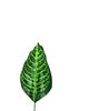 Лист Диффенбахии на ножке, зеленый с прожилками, высота 400 мм