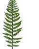 Тропічний лист Папороті VIP, пластиковий, зелений, 610x140 мм