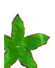 Штучний лист підставка "Зірка", зелений з коричневим кантом, 110 мм