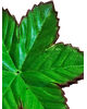 Штучний лист підставка круглий, 6 пелюсток, зелений з коричневим кантом, 150 мм
