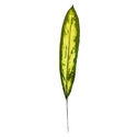 Тропический лист Роршах VIP, текстильный, зеленый с желтым, 620x90 мм