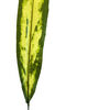 Тропічний лист Роршах VIP, текстильний, зелений з жовтим, 620x90 мм