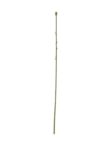 Одиночна ніжка під троянду, без листа, 580 мм