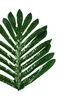 Лист Пальмы перистый текстильный, темно-зеленый, 300x230 мм