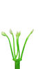 Тичинка для квітів, салатова з білим, 35 мм