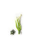 Тичинка для квітів, зелена з білим, 6 ниток, 55 мм