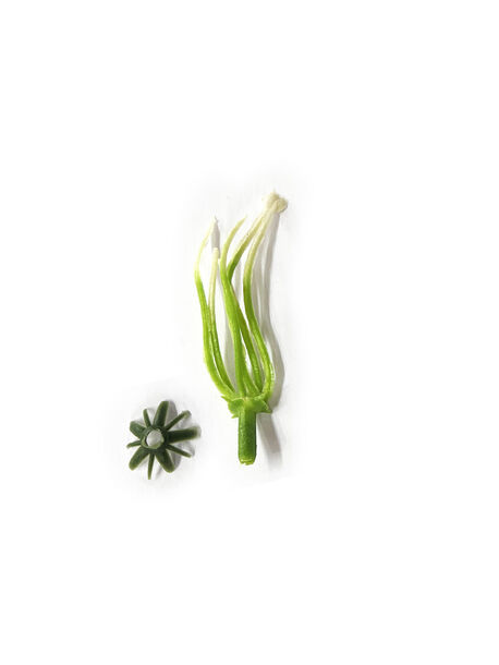 Тичинка для квітів, зелена з білим, 6 ниток, 55 мм