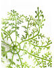 Розетка (підставка під квітку), зелена з білим, 170 мм