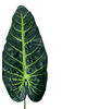 Лист Філодендрону на ніжці, темно-зелений з салатовим, висота 540 мм