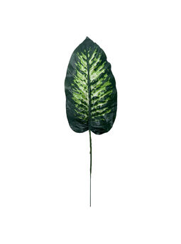 Лист Диффенбахии на ножке, темно-зеленый с салатовым, высота 420 мм