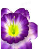 Искусственные цветы Нарцисса с тычинкой, 150 мм
