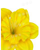 Штучні квіти Нарциса з тичинкою, мікс, 150 мм