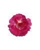 Штучні квіти Троянда піоноподібна, шовк, 120 мм