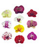 Искусственные цветы Орхидеи, латекс, микс, 100x120 мм