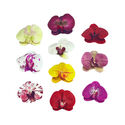 Искусственные цветы Орхидеи, латекс, микс, 100x120 мм