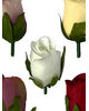 Искусственные цветы Розы с листом, атлас, микс, высота 55 мм