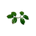 Искусственный Лист под Розу шестерной VIP, зелений з коричневим, 170-180 мм
