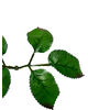 Искусственный Лист под Розу шестерной VIP, зелений з коричневим, 170-180 мм