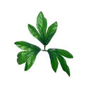 Искусственный лист тройной "Лапка", зеленый, 200 мм