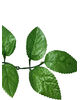 Гілка штучного листя під троянду VIP, 6 листків, 180 мм