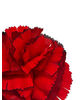 Искусственные цветы гвоздики, бархат, красная с кантом, 110 мм