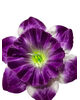 Искусственные Пресс цветы Нарцисс без тычинки, атлас улучшенного качества, 150 мм