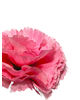 Штучні квіти Гвоздика 6 пелюсток, 80 мм