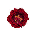 Штучні квіти Піона, оксамит, червоний, 170 мм