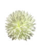 Штучні квіти Хризантеми, шовк, мікс, 180 мм