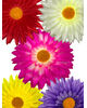 Штучні квіти Гербери, атлас, мікс, 160 мм
