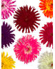 Штучні квіти Хризантеми, шовк, мікс, 190 мм