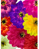 Штучні квіти Гербери, шовк, мікс, 185 мм