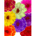 Штучні квіти Жоржина, шовк, мікс, 140 мм