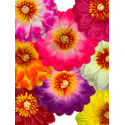 Искусственные цветы Георгина, шелк, микс, 180 мм