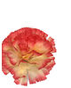 Искусственные цветы Гвоздика, шелк, разноцветная, 75 мм