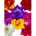 Штучні квіти Троянди гострої, шовк, мікс, 110 мм