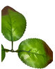 Штучний Лист потрійний зубчатий, зелений з коричневим, 195 мм